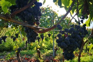 Les vignes en herbe de plus en plus courantes en Valais